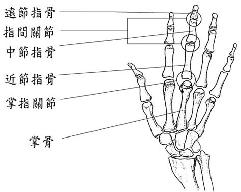 第一掌指關節|掌指關節